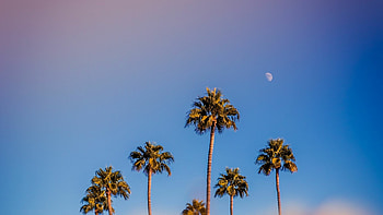 Portrait palm trees, Minimal sunset, , Serene HD wallpaper