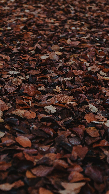 Brown Aesthetic, Brown, Things HD phone wallpaper
