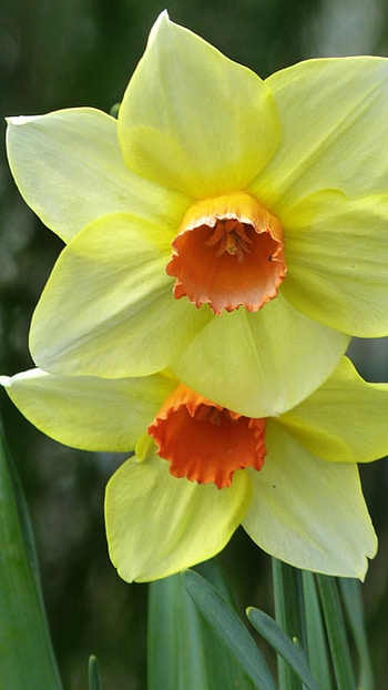 Daffodil, Adorable Yellow Flower HD phone wallpaper