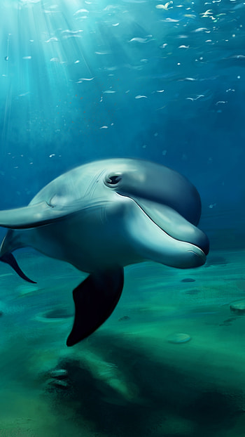 Dolphin, Cute Dolphin HD phone wallpaper