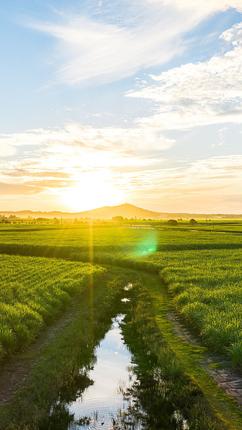 Landscape, Nature, Glare, Bright, Road, Field, Sunlight HD phone wallpaper
