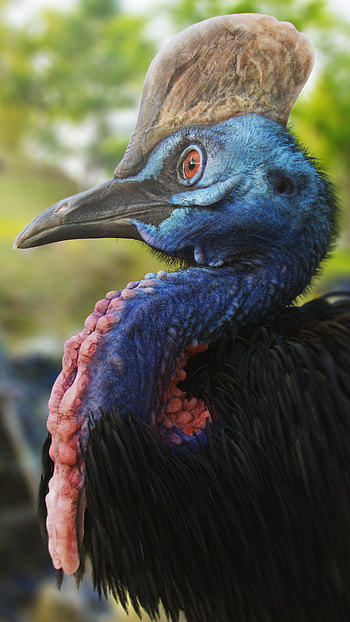 Southern cassowary artwork, 3D modeling project, Blender Artists Community, Digital creation HD phone wallpaper