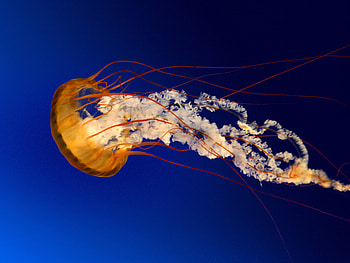 Mesmerizing jellyfish, Graceful sea creatures, Tranquil underwater beauty, Fascinating marine life HD wallpaper