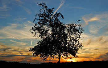 Nature, Sunset, Sun, Horizon, Silhouette, Wood, Tree, Evening HD wallpaper