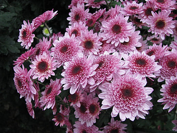 Plants, Flowers, Chrysanthemum HD wallpaper