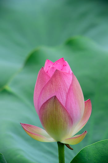 Close-up of a pink lotus bud against vibrant green leaves, symbolizing tranquility and purity. HD phone wallpaper
