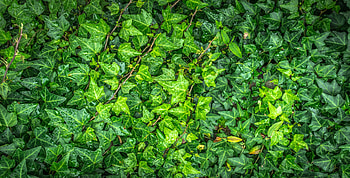 Nature, Leaves, Drops HD wallpaper
