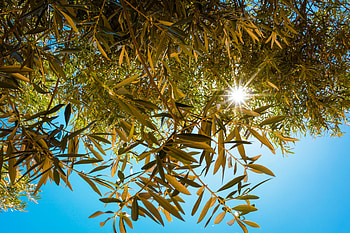 Nature, Sky, Beams, Rays, Branches, Sunlight HD wallpaper