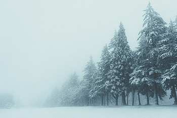 Winter, Nature, Trees, Snow, Fog HD wallpaper