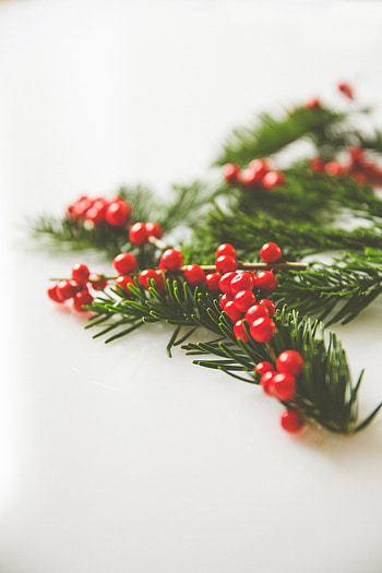Berries, Macro, Branches, Needles, Christmas Tree HD phone wallpaper