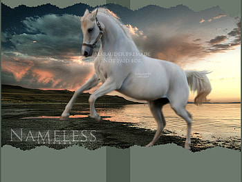 Rearing White Horse, horses, white horse, animals HD wallpaper