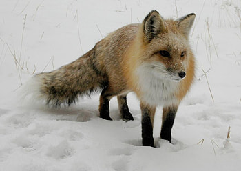 FOX IN WINTER SNOW, winter, wildlife, snow, canine, fox HD wallpaper