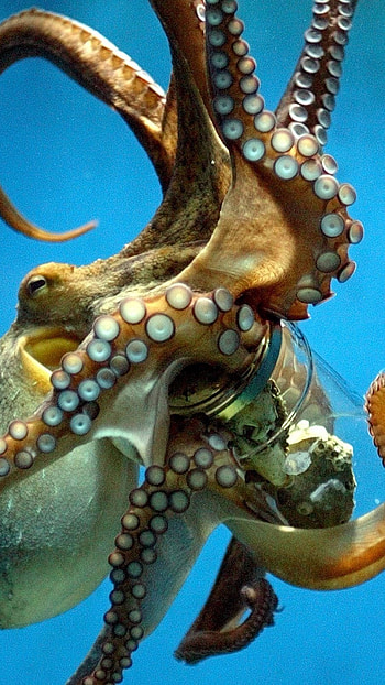 Octopus, Adorable Animal, Ocean HD phone wallpaper