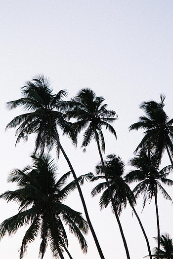 Nature, Sky, Leaves, Palm, Branches, Branch HD phone wallpaper