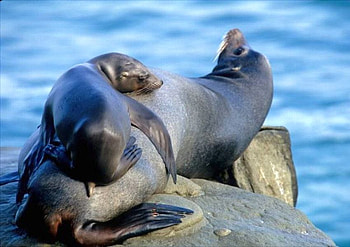 Little Seal, seal, cute, , little HD wallpaper