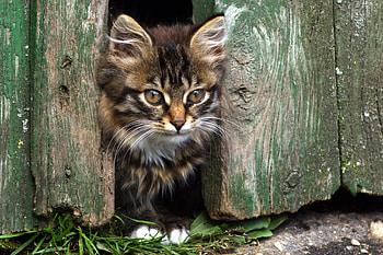 Animals, Fluffy, Kitty, Kitten, Muzzle, Fence, Sight, Opinion HD wallpaper