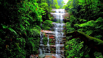 Forest Falls, moss, trees, waterfall, nature, grass, forest HD wallpaper