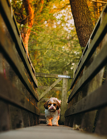 Funny, Animals, Dog, Protruding Tongue, Tongue Stuck Out, Puppy HD phone wallpaper
