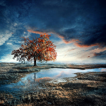 Autumn Tree, landscapes, clouds, autumn, water, lake, tree HD wallpaper