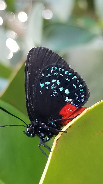 Black Butterfly, Adorable HD phone wallpaper