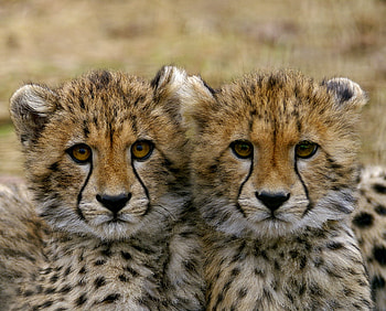 CHEETAH TWINS, wildlife, twins, cheetah, feline, cubs HD wallpaper