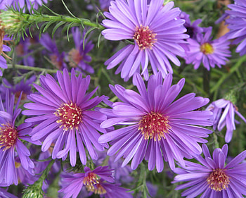 Plants, Flowers, Violet HD wallpaper