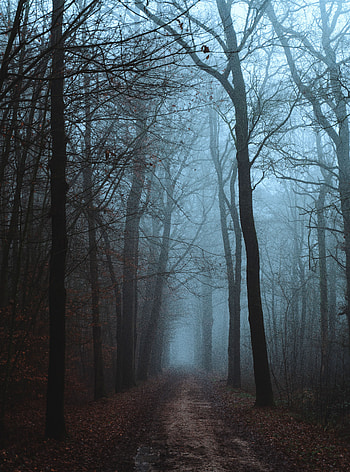 Landscape, Nature, Autumn, Road, Forest, Fog HD phone wallpaper