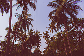 Nature, Trees, Sky, Palms, Branches, Bottom View HD wallpaper