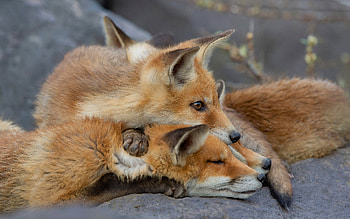 Foxes, cute, swet, animal, fox HD wallpaper