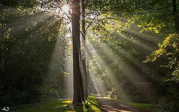 Sunrise in Park, sunbeams, Netherlands, path, park, trees HD wallpaper