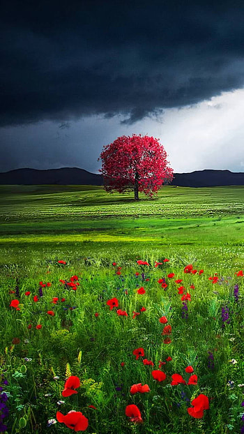 Red Tree in Poppy Field, cloud, tree, poppy, flower, earth, nature, field HD phone wallpaper