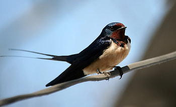 Swallow hirundo rustica, Bird facts, Folklore stories, Avian behavior HD wallpaper