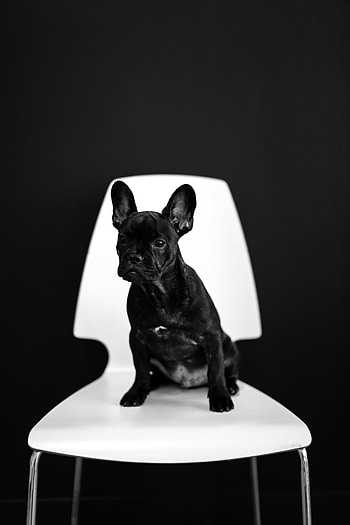 Animals, Dog, Pet, Puppy, French Bulldog HD phone wallpaper