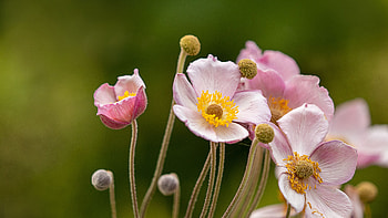 Light Pink Anemone Petals Flowers Buds In Blur Green Background Flowers HD wallpaper