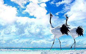 with crane, Avian beauty, bird , Nature's wonders HD wallpaper