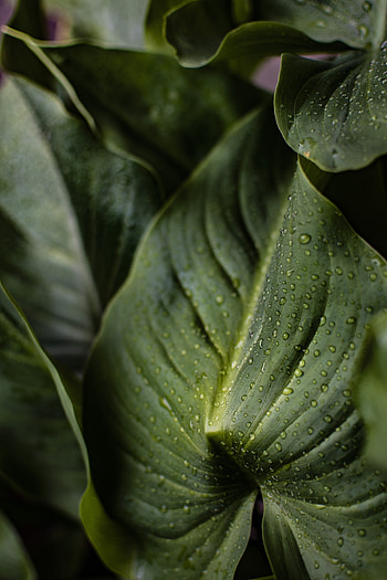 Drops, rain, big leaf HD phone wallpaper