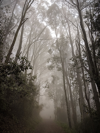 Nature, Trees, Forest, Fog, Path, Haze HD phone wallpaper