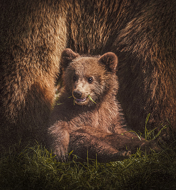 Funny, Animals, Teddy Bear, Bear, Animal, Sweetheart, Nice, Bear Cub HD phone wallpaper