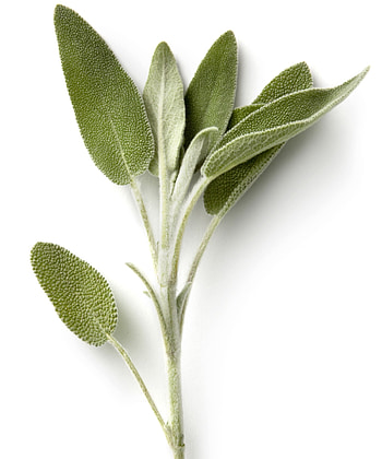 Sage herb, House smells, Magic herbs, Sage plant HD phone wallpaper