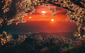 Sunset Sentinel: Astronaut in Blooming Landscape, astronaut, landscape, sunset HD wallpaper