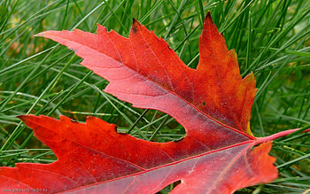 Nature, Autumn, Sheet, Leaf, Dry, Maple, Fallen HD wallpaper