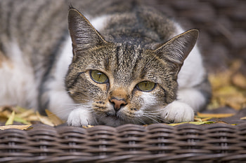 Animals, Cat, Muzzle, Spotted, Spotty HD wallpaper