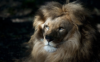 Animals, Muzzle, Shadow, Lion, Predator, Mane HD wallpaper