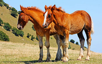 Two BIG foals, horse, animals, cavalo, caballo, foal HD wallpaper