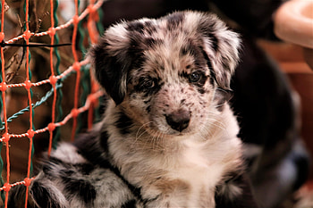 Magicproud Australian Shepherds, Wurf, album, Cherished memories HD wallpaper