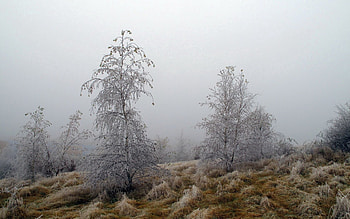 Nature, Trees, Grass, Fog, Hoarfrost, Frost, October HD wallpaper
