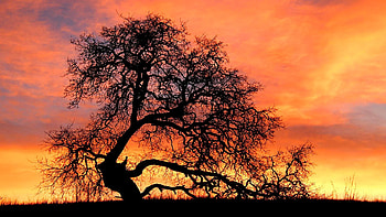 Sky On Fire, Palo Alto, California, sky, tree, clouds, colors, landscape, usa HD wallpaper