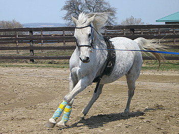 The White Run, horses, white horses, animals, animals running, baby horses HD wallpaper