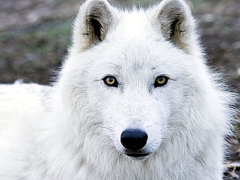 Beautiful One, dog, wolves, animals, other, dogs, wolf HD wallpaper