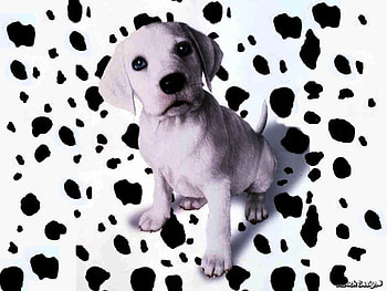 dog, cute HD wallpaper